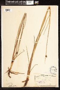 Schoenoplectus pungens image