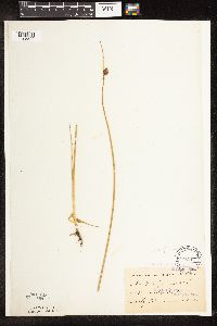 Schoenoplectus pungens image