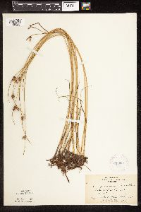 Schoenoplectus pungens image