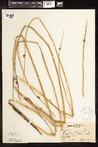 Schoenoplectus pungens image