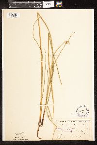 Schoenoplectus pungens image