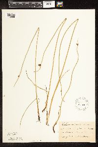 Schoenoplectus pungens image