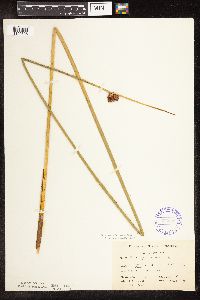 Schoenoplectus pungens image