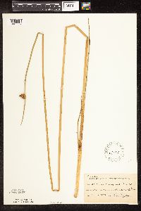 Schoenoplectus pungens image