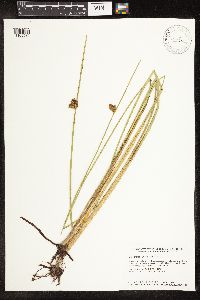 Schoenoplectus pungens image