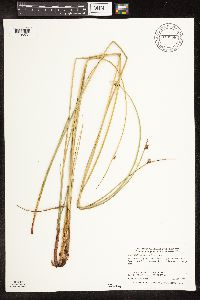 Schoenoplectus pungens image