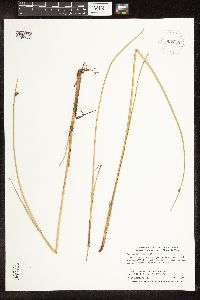 Schoenoplectus pungens image