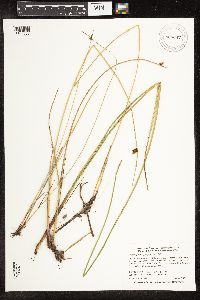Schoenoplectus pungens image