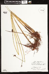 Schoenoplectus pungens image