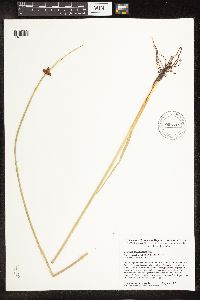 Schoenoplectus pungens image