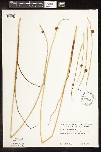Schoenoplectus pungens image
