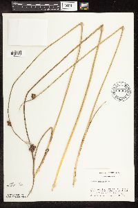 Schoenoplectus pungens image