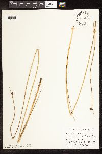 Schoenoplectus pungens image