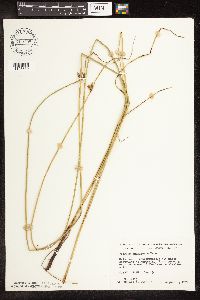 Schoenoplectus pungens image
