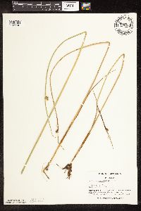 Schoenoplectus pungens image