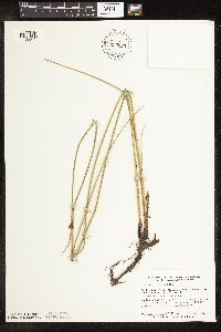 Schoenoplectus pungens image