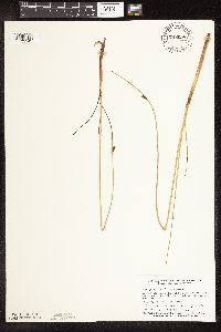 Schoenoplectus pungens image