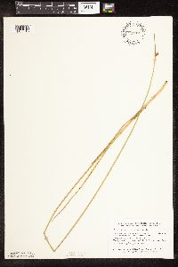 Schoenoplectus pungens image