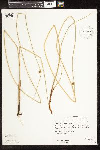Schoenoplectus pungens image