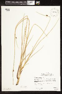Schoenoplectus pungens image