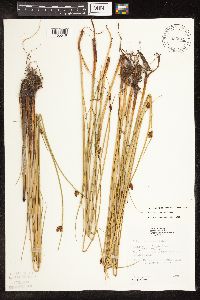 Schoenoplectus pungens image