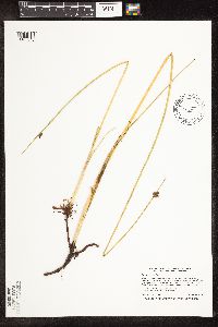 Schoenoplectus pungens image