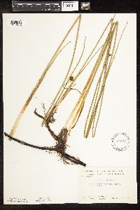 Schoenoplectus pungens image