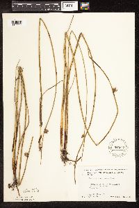 Schoenoplectus pungens image
