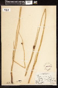 Schoenoplectus pungens image