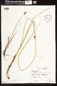 Schoenoplectus pungens image