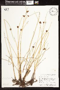 Schoenoplectus pungens image