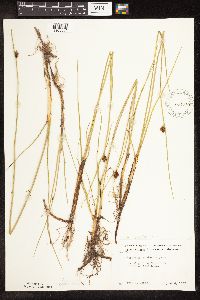 Schoenoplectus pungens image