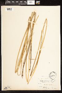 Schoenoplectus pungens image