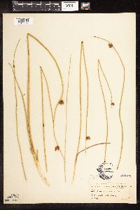 Schoenoplectus pungens image