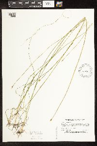 Schoenoplectus subterminalis image