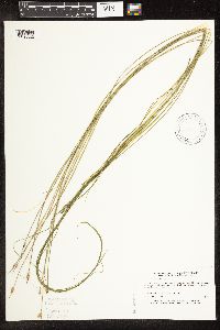 Schoenoplectus subterminalis image