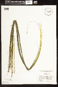 Schoenoplectus subterminalis image