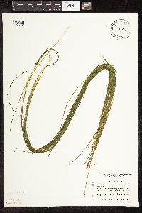 Schoenoplectus subterminalis image