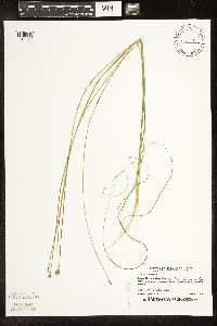 Schoenoplectus subterminalis image