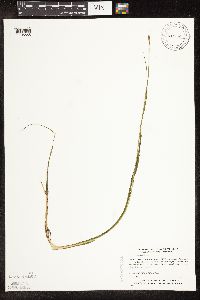 Schoenoplectus subterminalis image