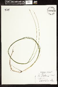 Schoenoplectus subterminalis image