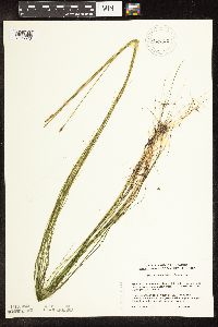 Schoenoplectus subterminalis image