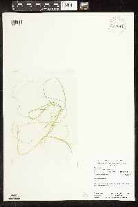 Schoenoplectus subterminalis image