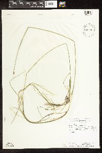 Schoenoplectus subterminalis image