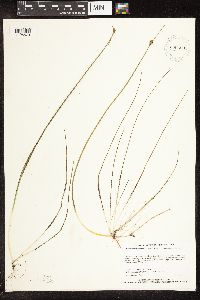 Schoenoplectus subterminalis image