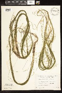 Schoenoplectus subterminalis image