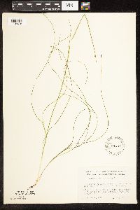 Schoenoplectus subterminalis image
