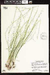 Schoenoplectus subterminalis image