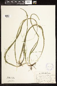 Schoenoplectus subterminalis image