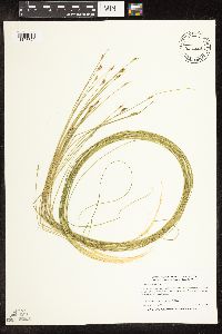 Schoenoplectus subterminalis image